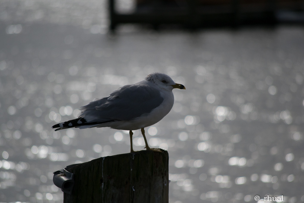 Chestertown – Encanto Colonial a orillas del río Chester | Rhual
